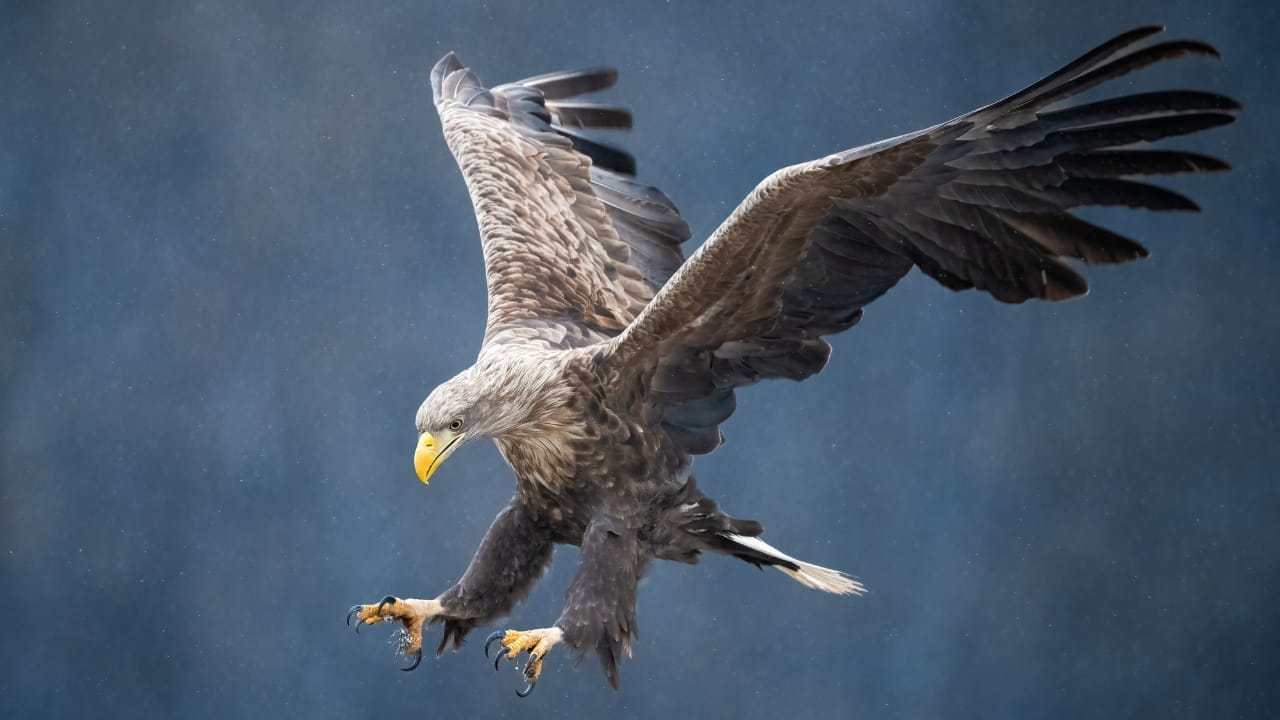 White-Tailed Eagles Make Historic Return to Northern Ireland's Skies 3 White-Tailed Eagles Make Historic Return to Northern Ireland's Skies - white tailed eagle ss2257922991