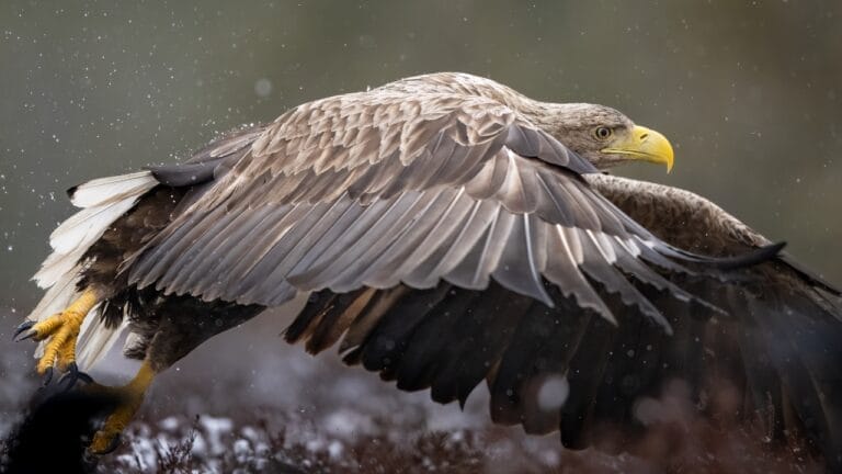 White-Tailed Eagles Make Historic Return to Northern Ireland's Skies 10 White-Tailed Eagles Make Historic Return to Northern Ireland's Skies - white tailed eagle ss2288971427