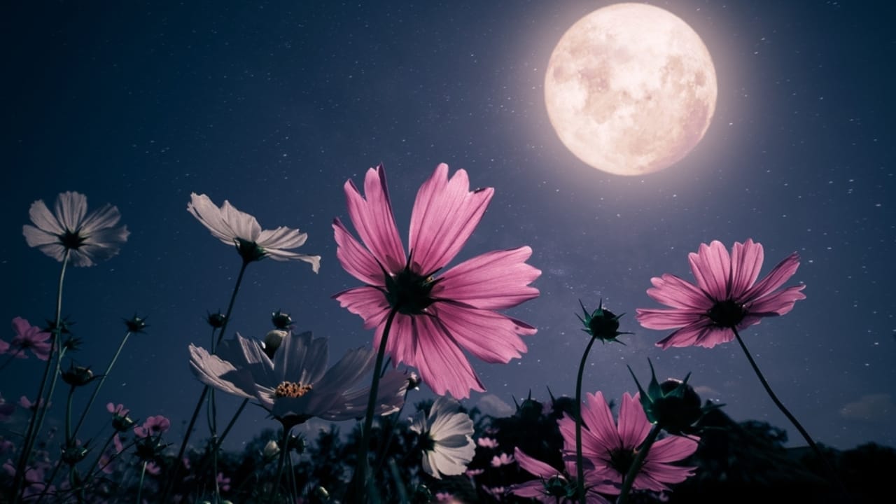 How to Create an Enchanting Moon Garden That Comes Alive at Night 3 How to Create an Enchanting Moon Garden That Comes Alive at Night - white and pink flower bloom under full moon cosmos flowers ss2261269699