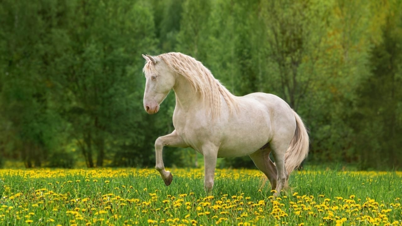 13 White Horse Breeds That Define Beauty & Strength in the Equine World - white andalusian horse ss2248985617