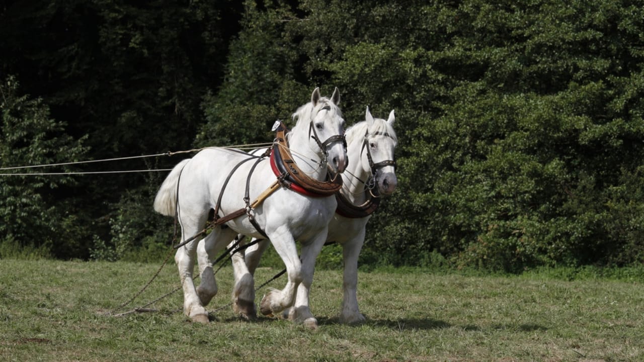 13 White Horse Breeds That Define Beauty & Strength in the Equine World - white boulonnais ss399730912