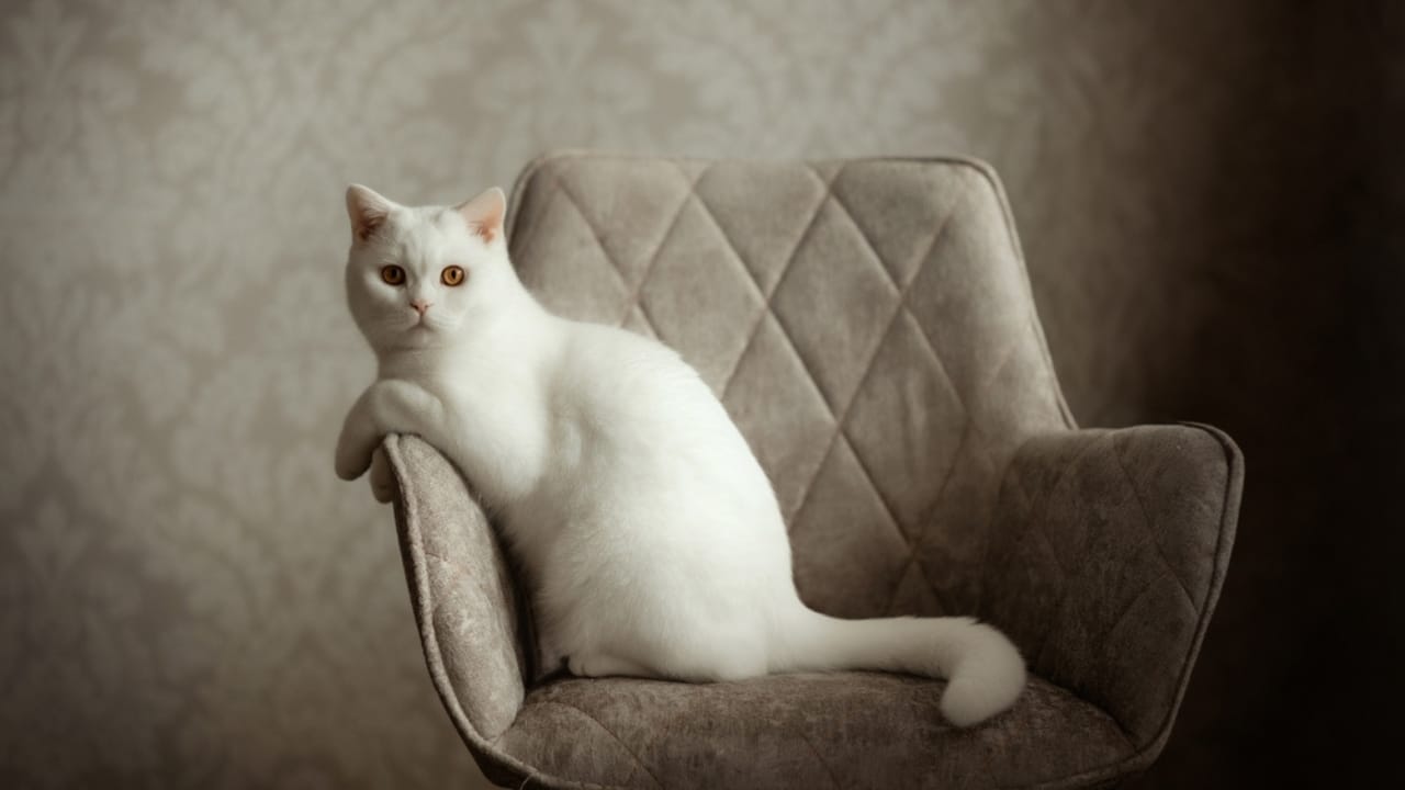 15 Adorable Tabby Cat Breeds to Bring Home Today 6 15 Adorable Tabby Cat Breeds to Bring Home Today - white british shorthair ss2443172017