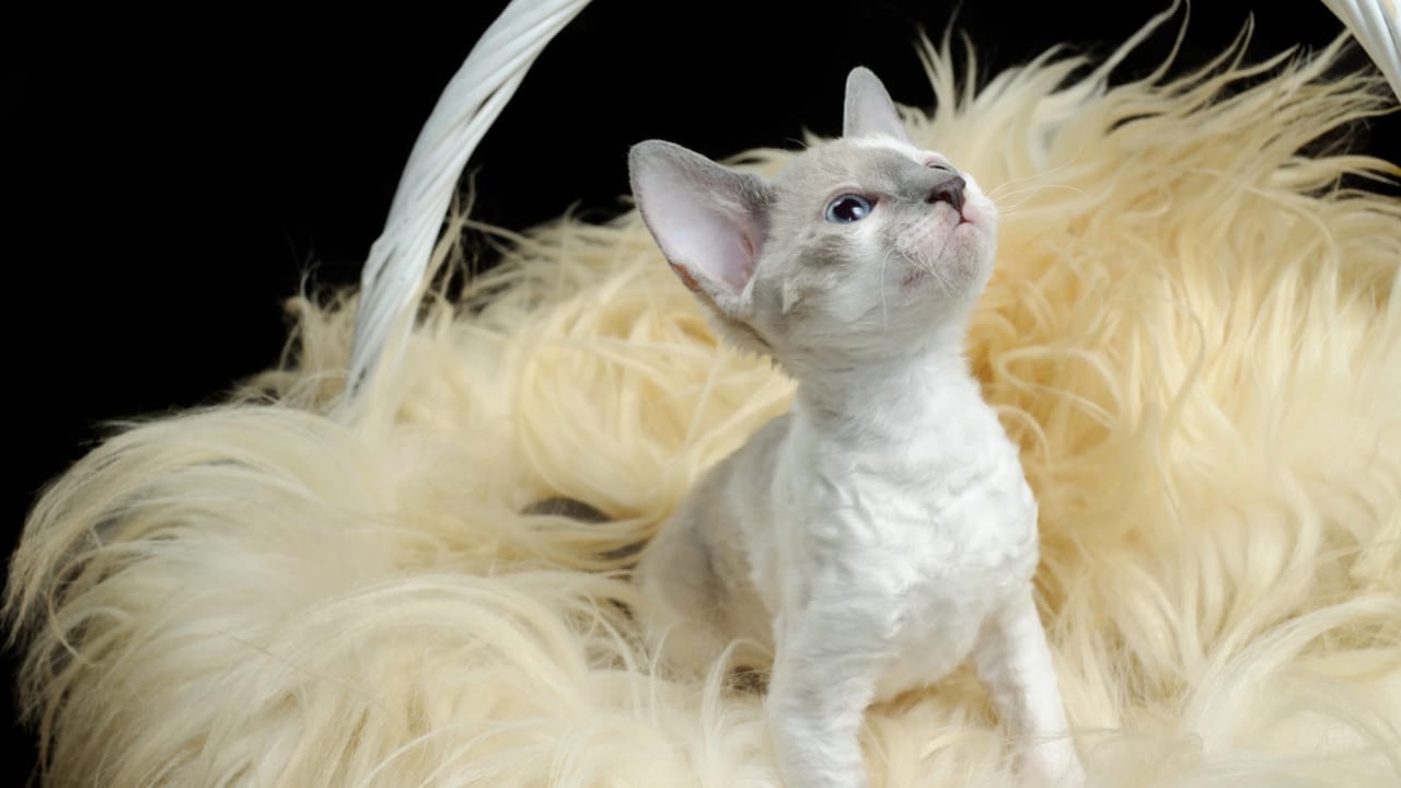 15 Gorgeous Breeds of White Cats That Could Be Perfect for You 7 15 Gorgeous Breeds of White Cats That Could Be Perfect for You -