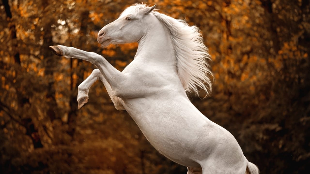 13 White Horse Breeds That Define Beauty & Strength in the Equine World - white cremello ss2384797293