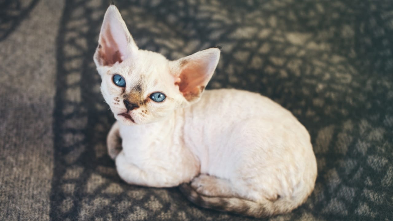 15 Cute Cats You’ll Fall for—if You Can Keep Up with Their Needs 15 15 Cute Cats You’ll Fall for—if You Can Keep Up with Their Needs -