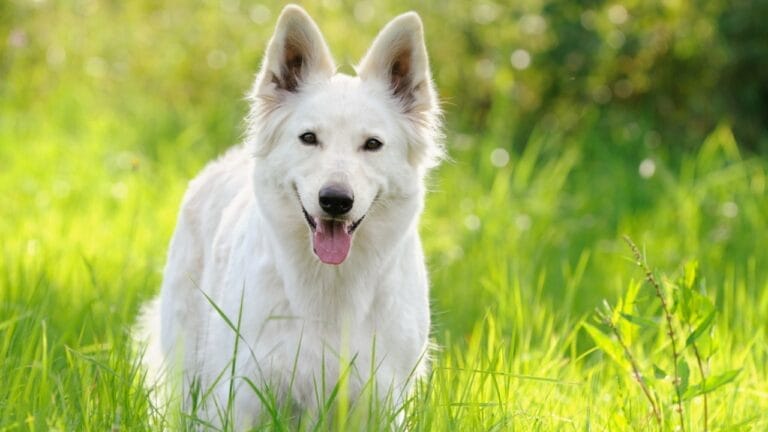 The White German Shepherd Controversy: Separating Fact from Fiction 1 The White German Shepherd Controversy: Separating Fact from Fiction - white german shepherd ss58017310
