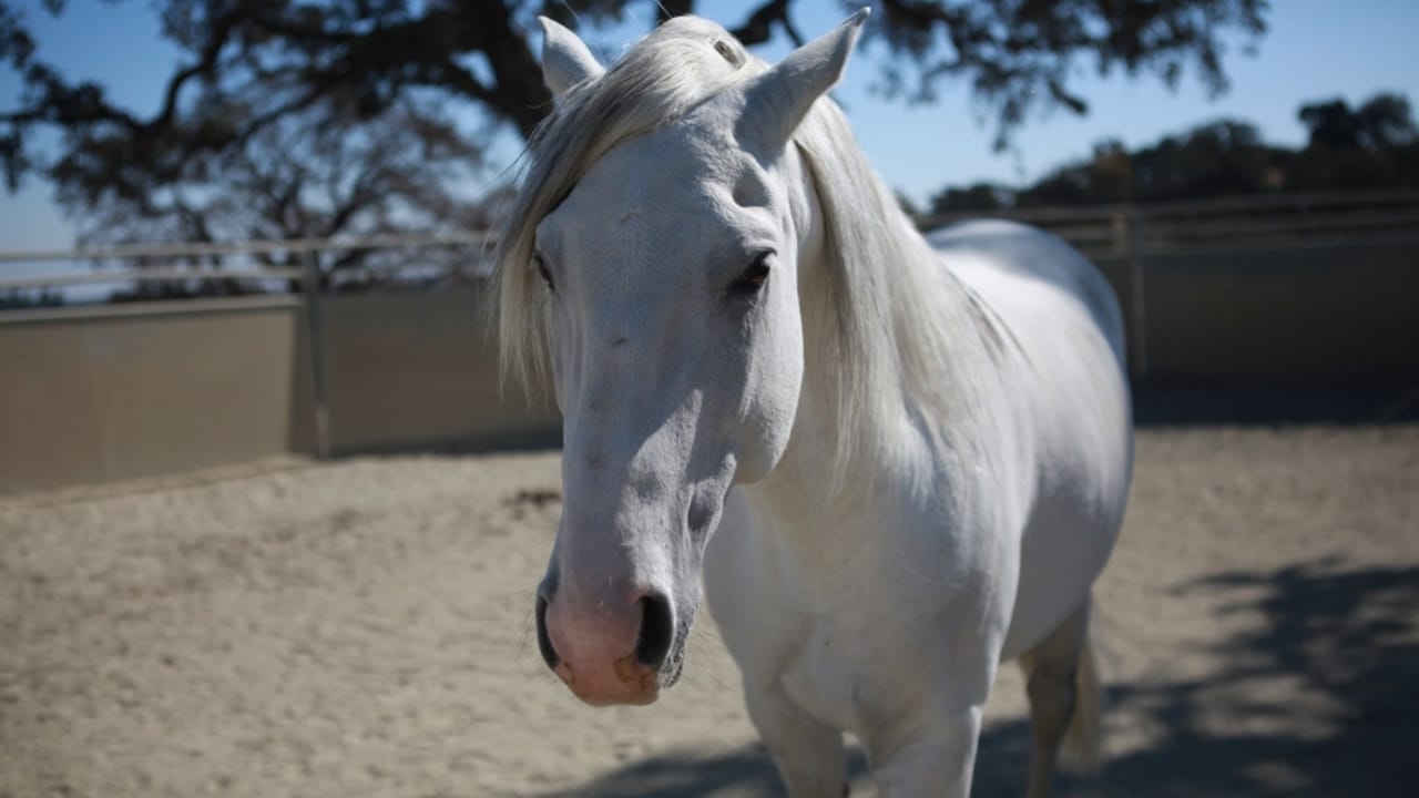 13 White Horse Breeds That Define Beauty & Strength in the Equine World - white lusitano ss2482105531