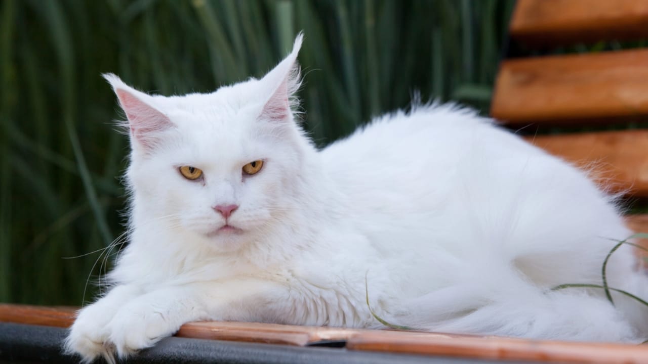 15 Cute Cats You’ll Fall for—if You Can Keep Up with Their Needs 3 15 Cute Cats You’ll Fall for—if You Can Keep Up with Their Needs - white maine coon dp115507118
