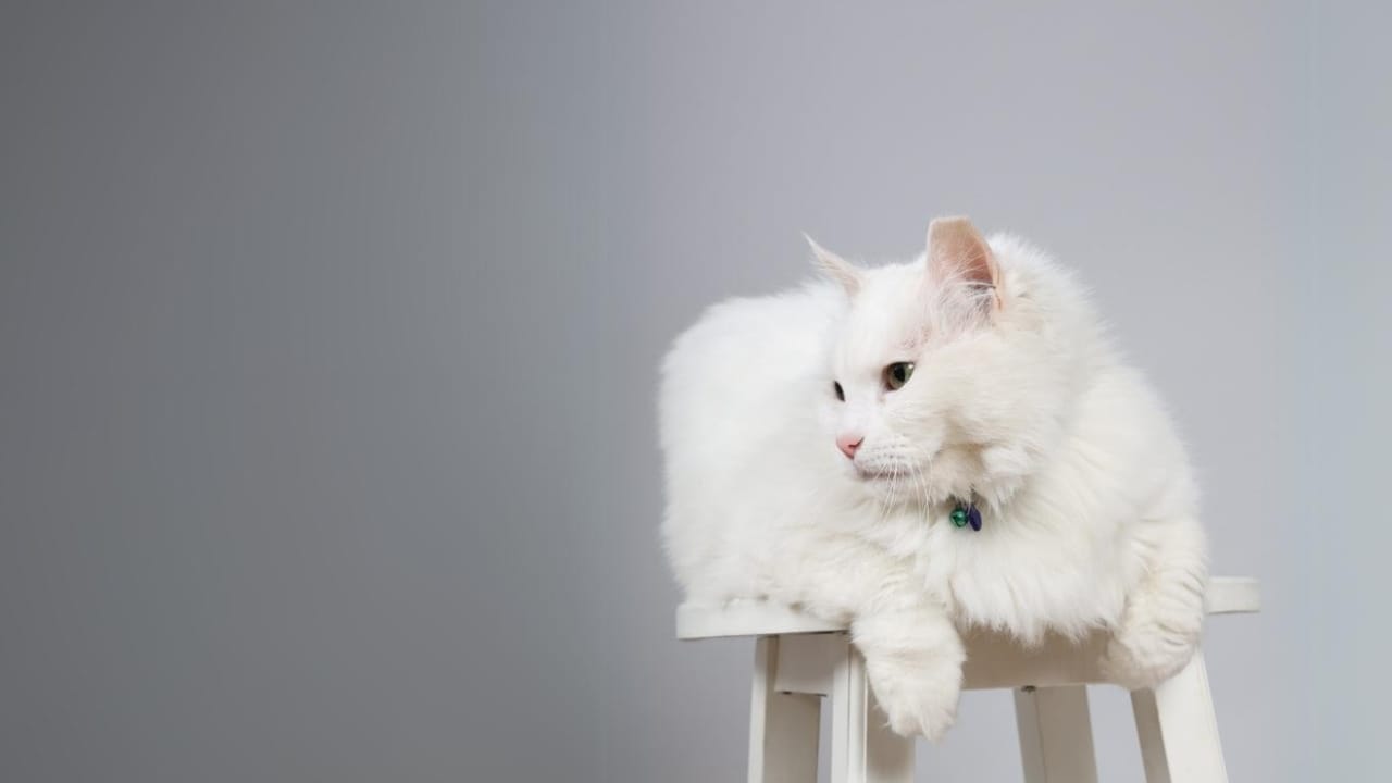 15 Gorgeous Breeds of White Cats That Could Be Perfect for You 11 15 Gorgeous Breeds of White Cats That Could Be Perfect for You - white norwegian forest cat ss2270407315