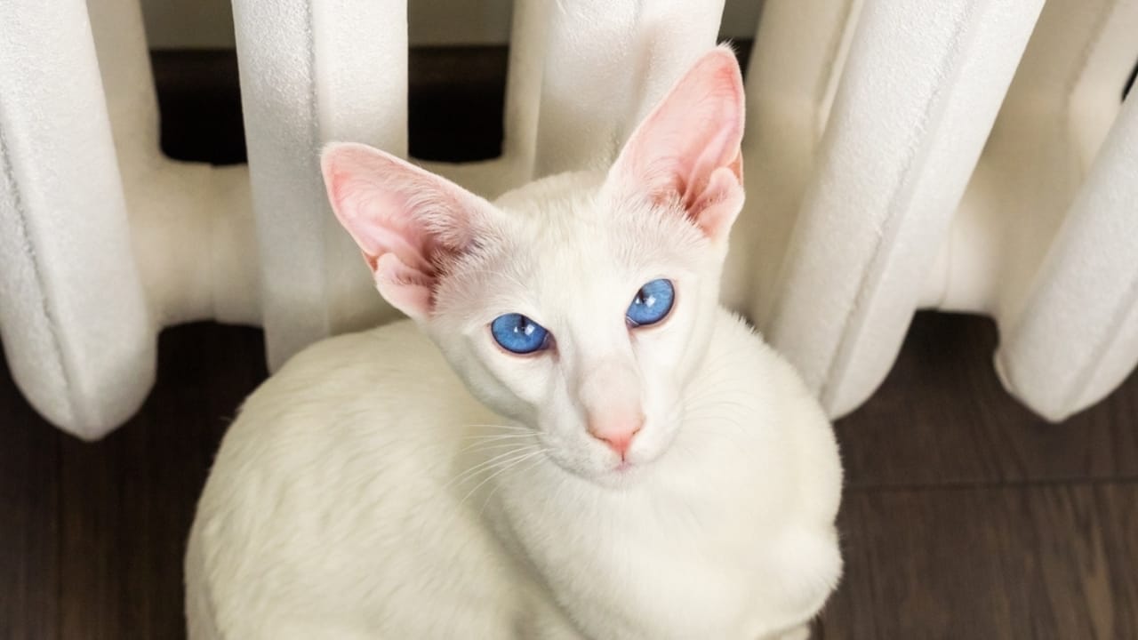 15 Adorable Tabby Cat Breeds to Bring Home Today 9 15 Adorable Tabby Cat Breeds to Bring Home Today - white oriental shorthair ss2161145699