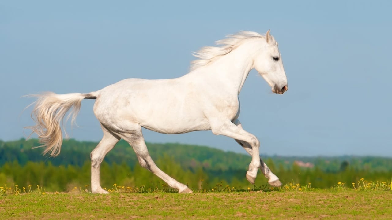 13 White Horse Breeds That Define Beauty & Strength in the Equine World - white orlov trotter dp12670594