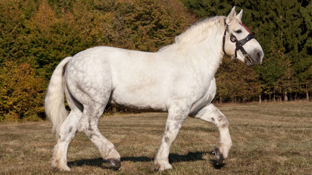 13 White Horse Breeds That Define Beauty & Strength in the Equine World - white percheron horse dp239579796