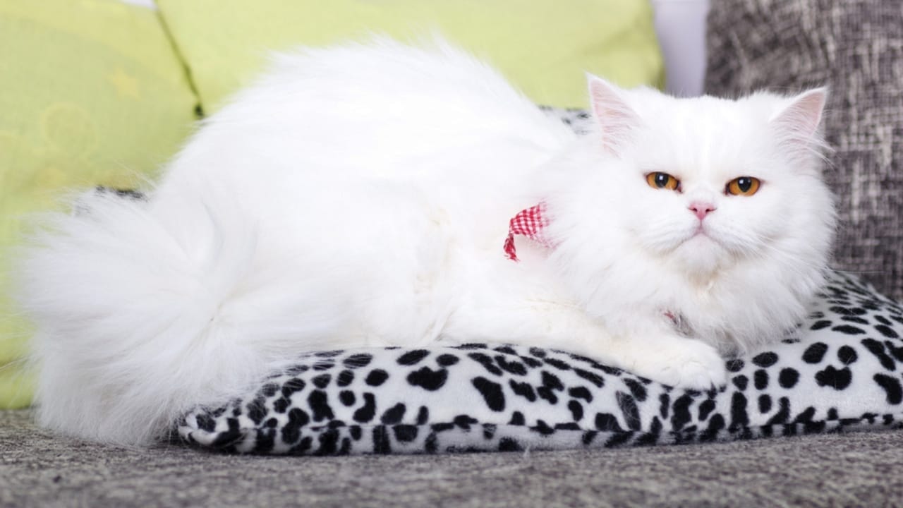15 Luxurious Long-Haired Cats You'll Fall in Love With - white persian dp39002529