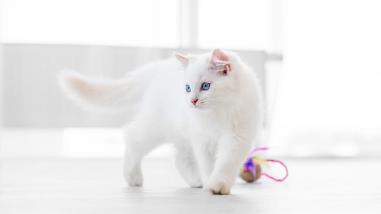 15 Luxurious Long-Haired Cats You'll Fall in Love With 4 15 Luxurious Long-Haired Cats You'll Fall in Love With - white ragdoll dp481128510