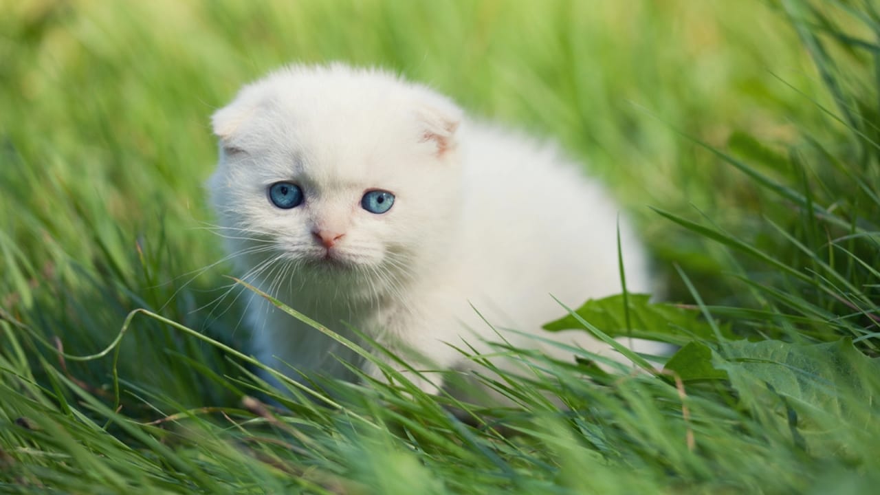 15 Gorgeous Breeds of White Cats That Could Be Perfect for You 8 15 Gorgeous Breeds of White Cats That Could Be Perfect for You - white scottish fold dp149104785