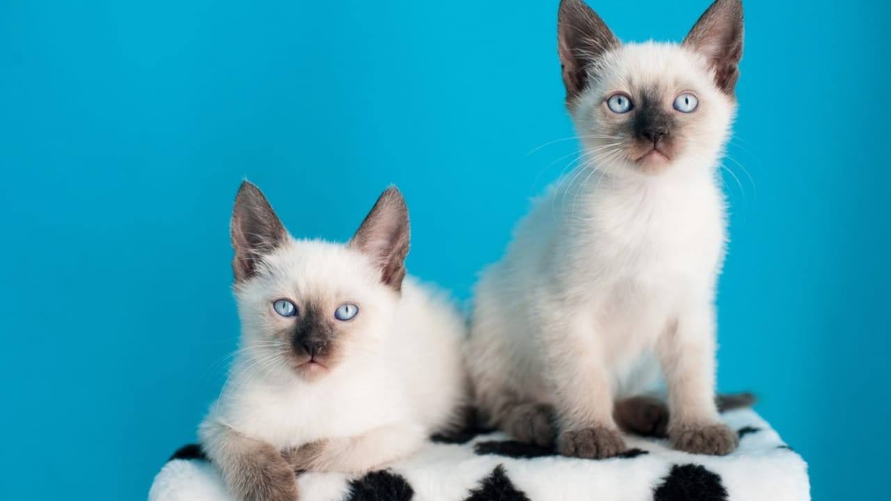 15 Gorgeous Breeds of White Cats That Could Be Perfect for You 6 15 Gorgeous Breeds of White Cats That Could Be Perfect for You - white siamese cats dp110205792