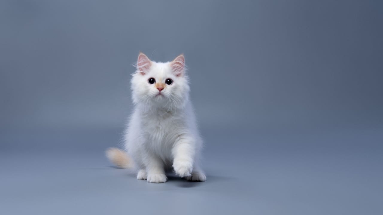 15 Gorgeous Breeds of White Cats That Could Be Perfect for You 15 15 Gorgeous Breeds of White Cats That Could Be Perfect for You - white siberian kitten dp606294516