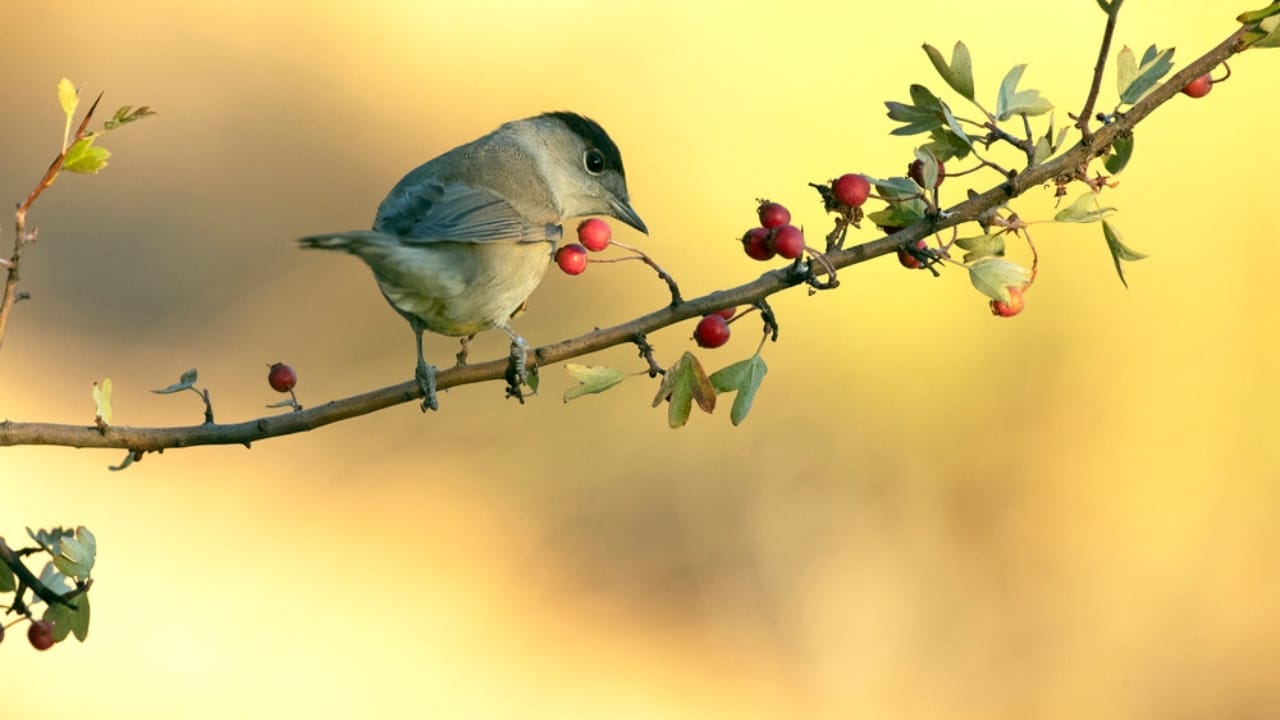 10 Mystical Messages the Universe Sends When Birds Chirp in the Morning 2 10 Mystical Messages the Universe Sends When Birds Chirp in the Morning - whitethroat dp619313618