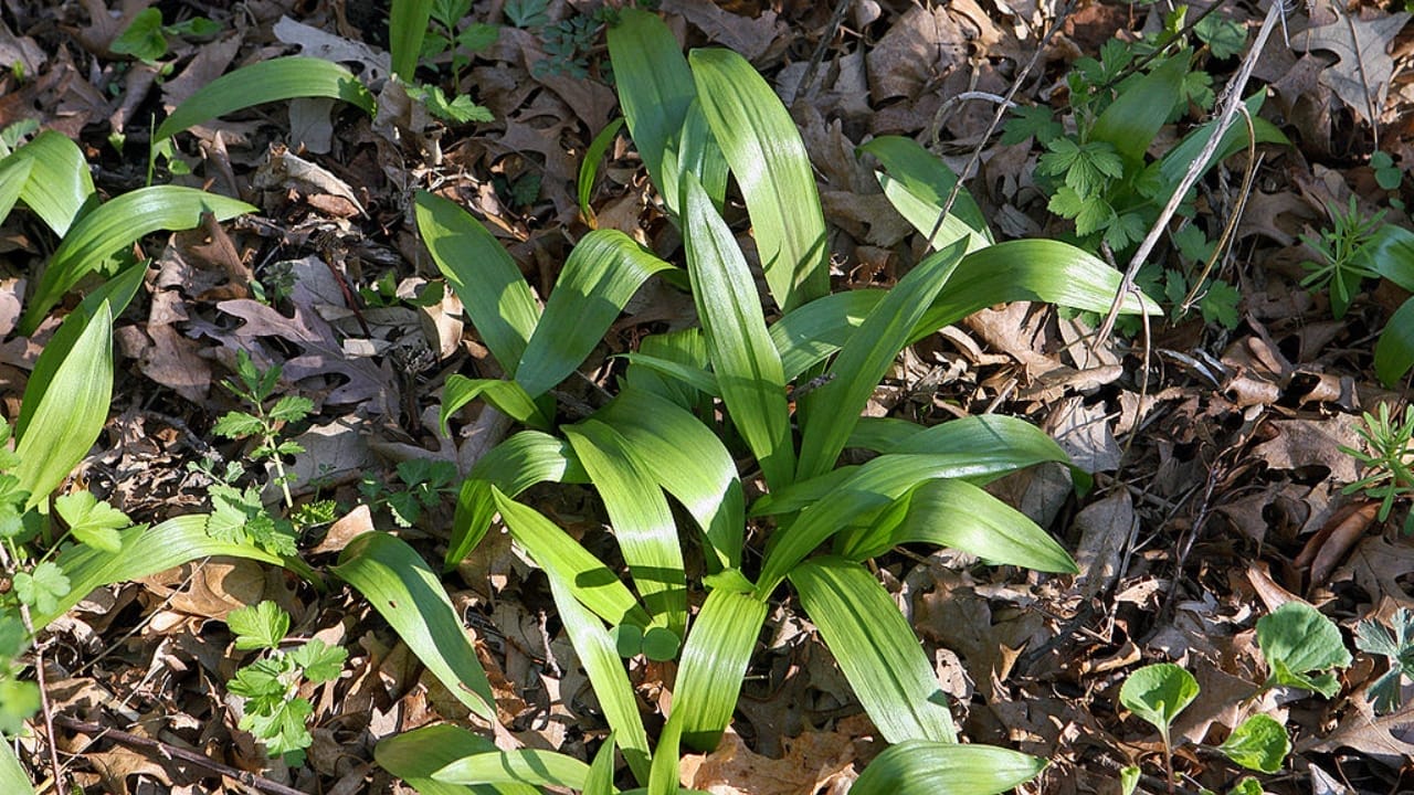 17 Native U.S. Plants That Can Be Lifesavers in a Survival Garden 5 17 Native U.S. Plants That Can Be Lifesavers in a Survival Garden - wild leek wc