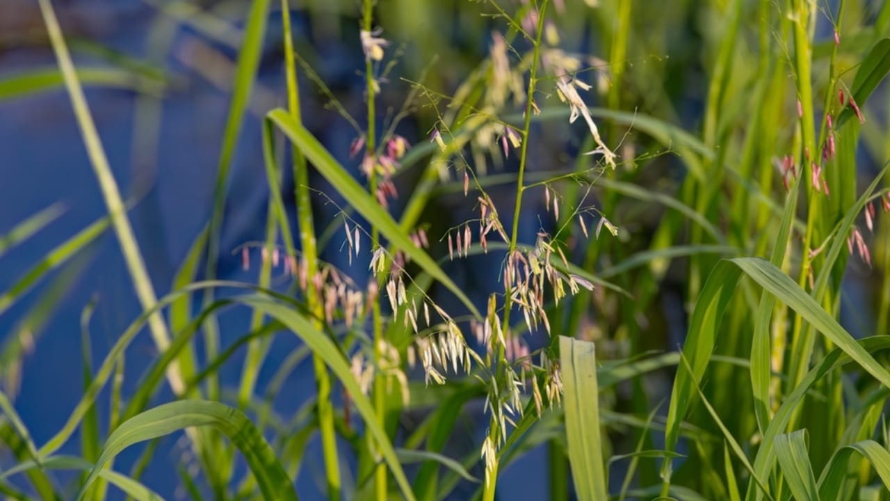 17 Native U.S. Plants That Can Be Lifesavers in a Survival Garden 12 17 Native U.S. Plants That Can Be Lifesavers in a Survival Garden - wild rice ss2354901705