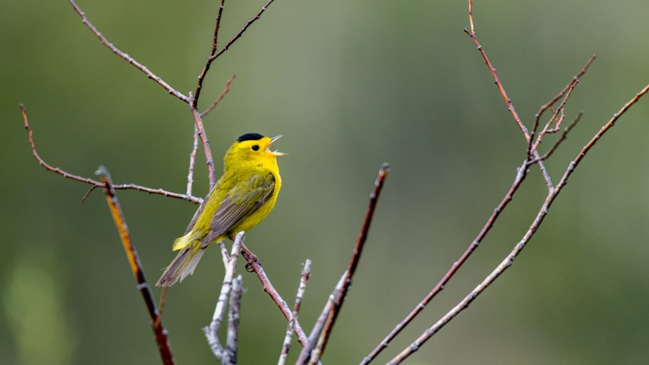 15 Yellow Birds That Add a Touch of Sunshine to Every Forest, Garden & Backyard 18 15 Yellow Birds That Add a Touch of Sunshine to Every Forest, Garden & Backyard - wilsons warbler dp406171538