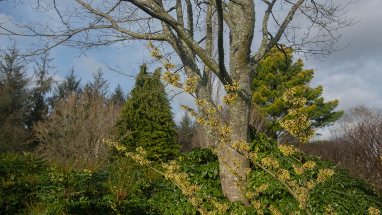 Witch Hazel Growing Tips for a Shrub That Stands Out All Year Long 6 Witch Hazel Growing Tips for a Shrub That Stands Out All Year Long - witch hazel bark ss1911375529