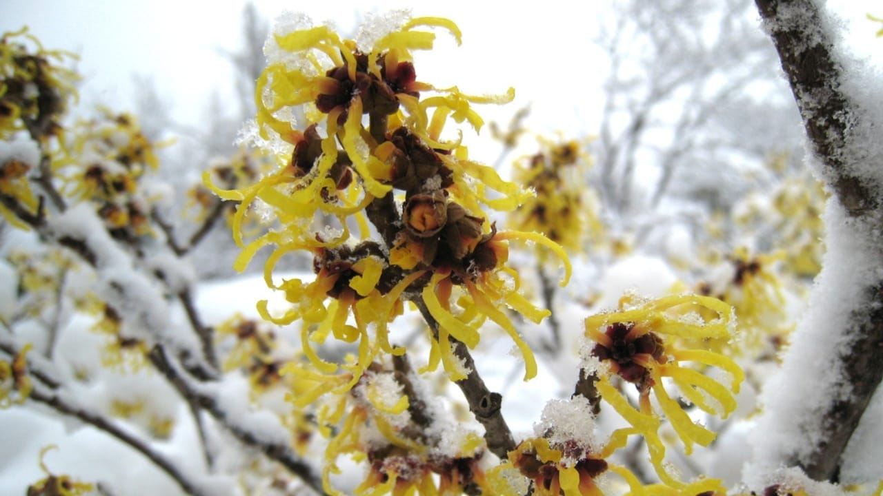 Witch Hazel Growing Tips for a Shrub That Stands Out All Year Long 5 Witch Hazel Growing Tips for a Shrub That Stands Out All Year Long - witch hazel winter ss1925185040