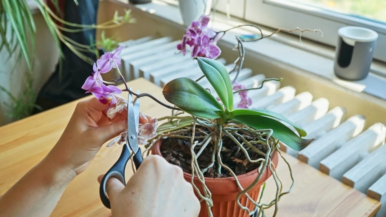 The Easy Way to Propagate Orchids & Grow Your Collection 6 The Easy Way to Propagate Orchids & Grow Your Collection - woman cutting orchid with scissors ss2488859339