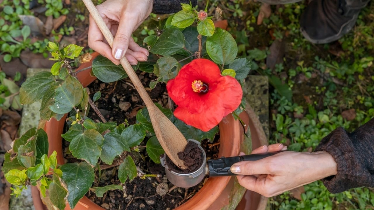 12 Easy Tricks for Thriving Hibiscus Plants - woman pouring coffee grounds to fertilize hibiscus ss2218304945
