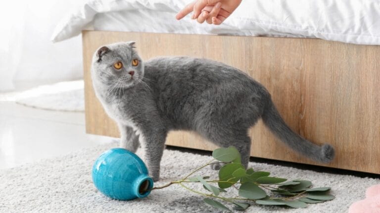 18 Tips to Turn Your Playful Kitten into a Well-Behaved Cat 10 18 Tips to Turn Your Playful Kitten into a Well-Behaved Cat - woman scolding cat vase on carpet ss1451323310 1