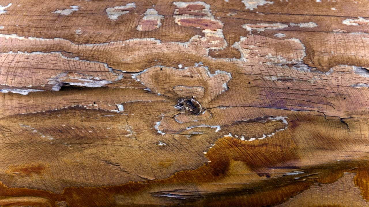 Safety Considerations for Using Pressure-Treated Wood in Your Vegetable Garden 3 Safety Considerations for Using Pressure-Treated Wood in Your Vegetable Garden - wood board dp68566243