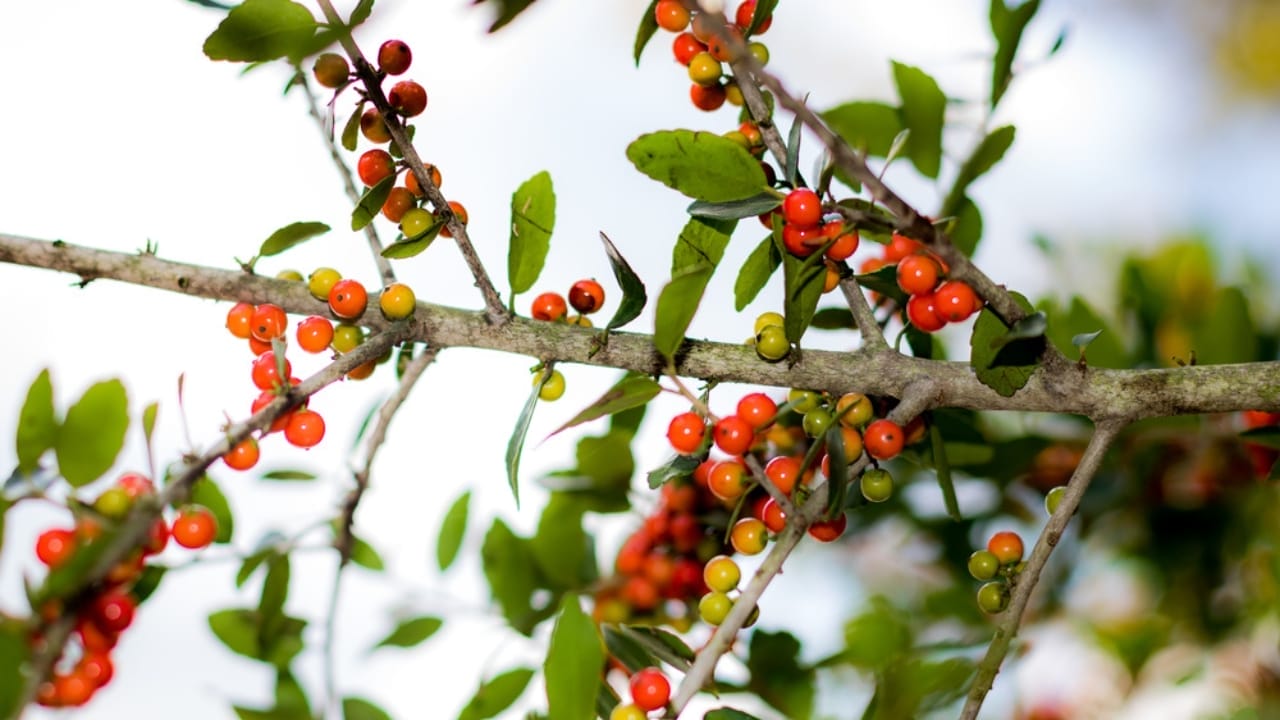 17 Native U.S. Plants That Can Be Lifesavers in a Survival Garden 19 17 Native U.S. Plants That Can Be Lifesavers in a Survival Garden - yaupon holly ss537037498