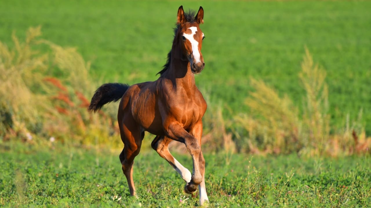 15 Horse Terms to Know Before Grabbing the Reins for the First Time 16 15 Horse Terms to Know Before Grabbing the Reins for the First Time - yearling horse dp356006830