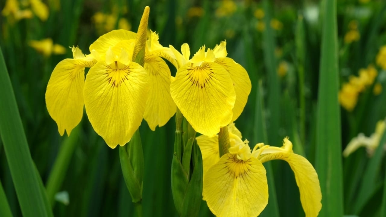 15 Innocent-Looking Flowers That Could Destroy Your Landscape 7 15 Innocent-Looking Flowers That Could Destroy Your Landscape - yellow flag iris ss2310861969