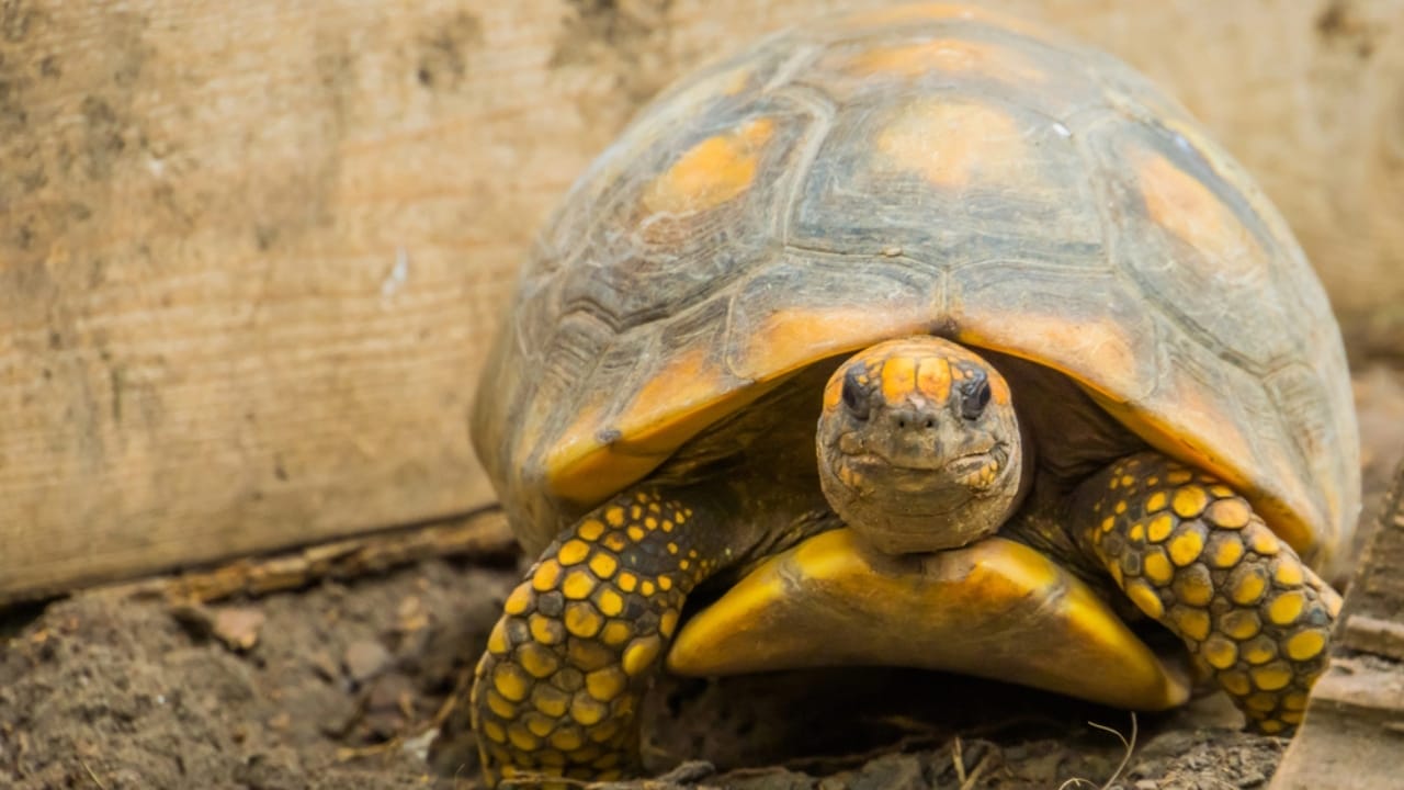 11 Endearing Land Turtles Perfect for a Lifelong Pet—Up to 100 Years 10 11 Endearing Land Turtles Perfect for a Lifelong Pet—Up to 100 Years - yellow footed tortoise dp265983032