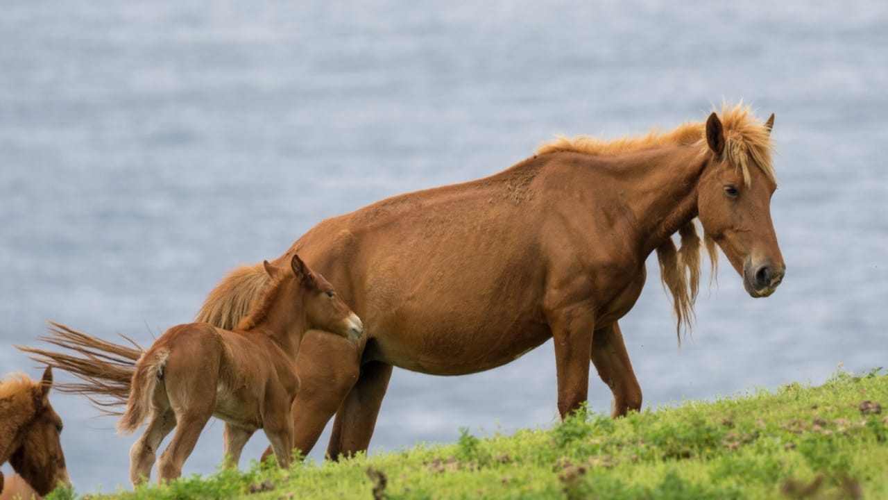 14 of the World’s Smallest Horses Proving Good Things Come in Small Packages 5 14 of the World’s Smallest Horses Proving Good Things Come in Small Packages - yonaguni dp188653936