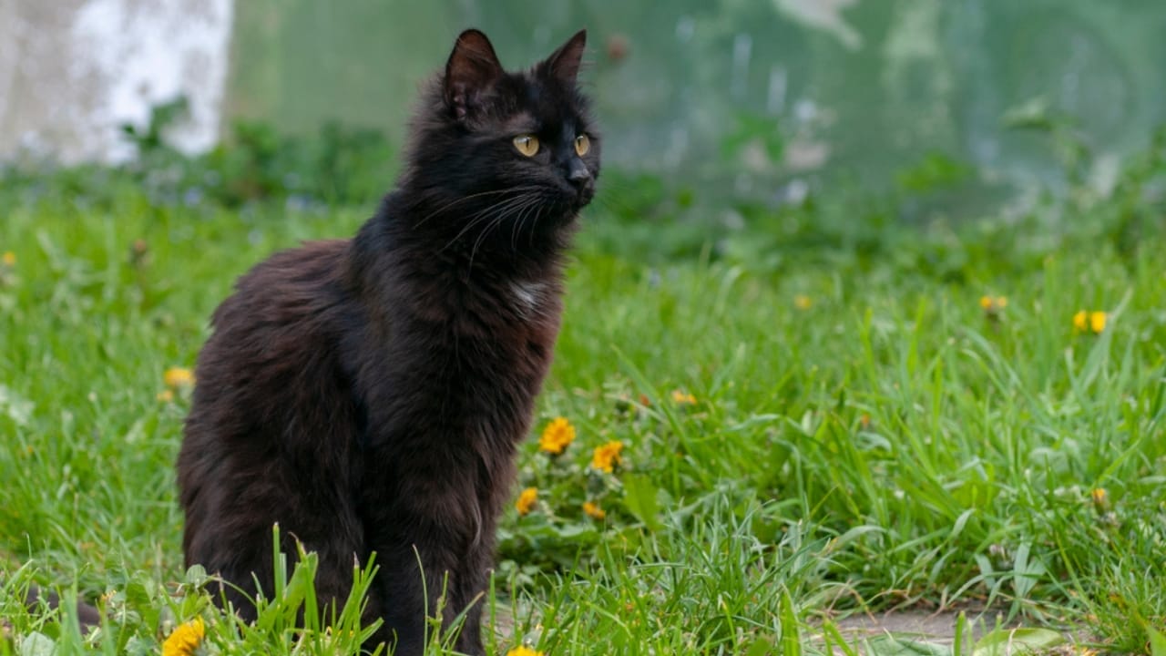 16 of The Most Eye-Catching Brown Cat Breeds - york chocolate ss1294951348