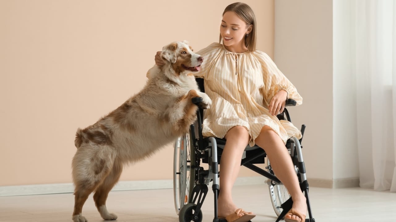 Service Dogs in Action: 14 Facts About Their Life-Transforming Abilities 7 Service Dogs in Action: 14 Facts About Their Life-Transforming Abilities - young woman in wheelchair with her service guide dog ss2486080237
