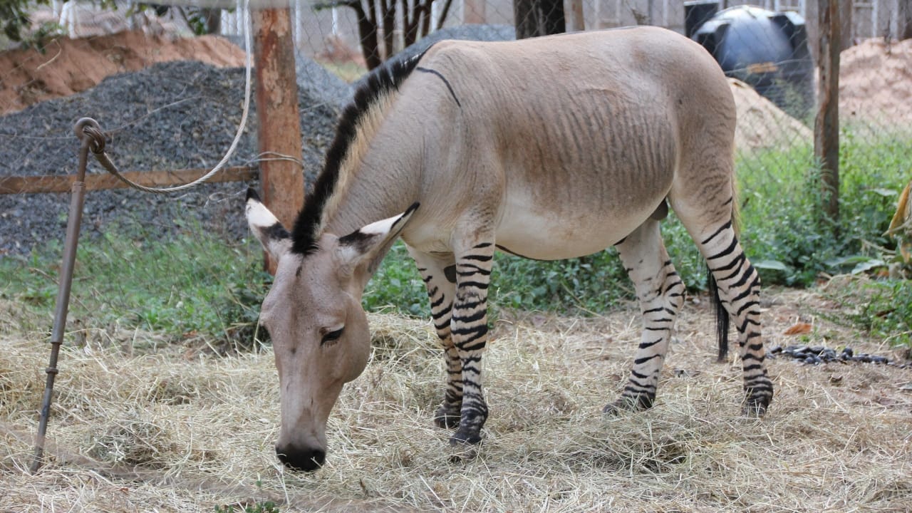 The Zorse: A Fascinating Cross Between Zebras & Horses Making Headlines 8 The Zorse: A Fascinating Cross Between Zebras & Horses Making Headlines - zorses wc