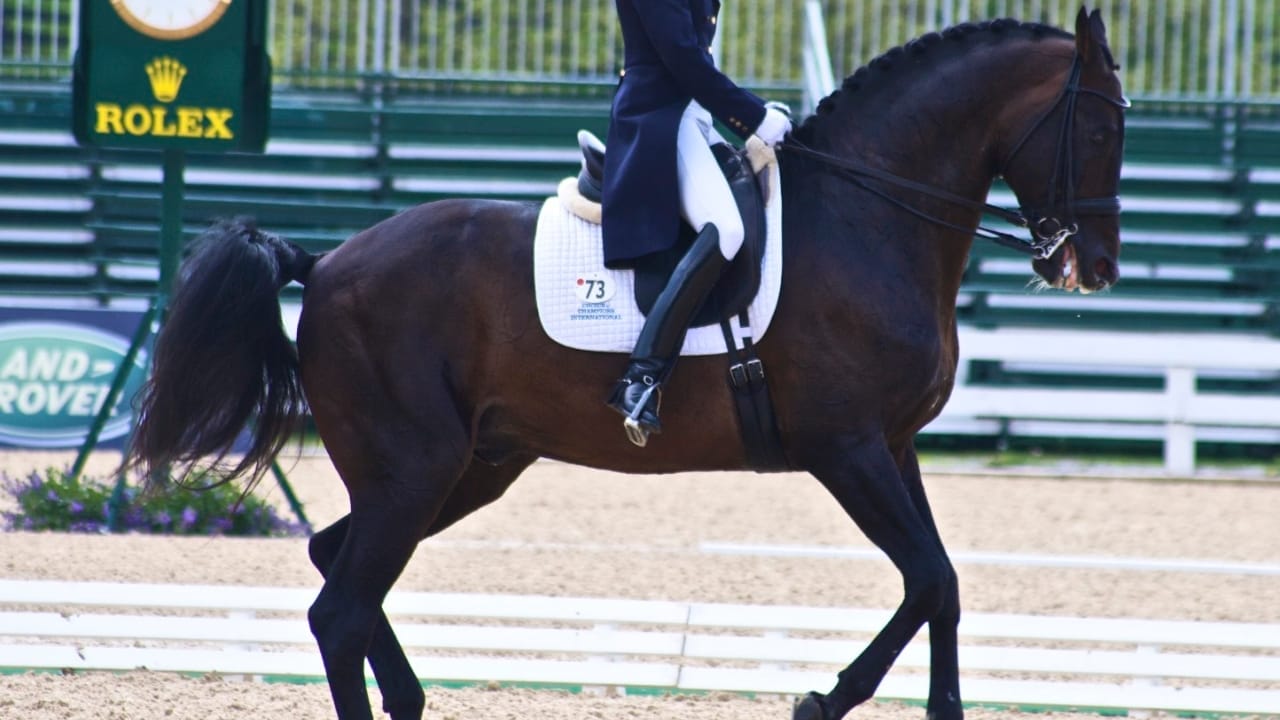 17 Breeds Dominating the Global Equestrian Scene That Makes Germany Proud 14 17 Breeds Dominating the Global Equestrian Scene That Makes Germany Proud - zweibrucker horse wc
