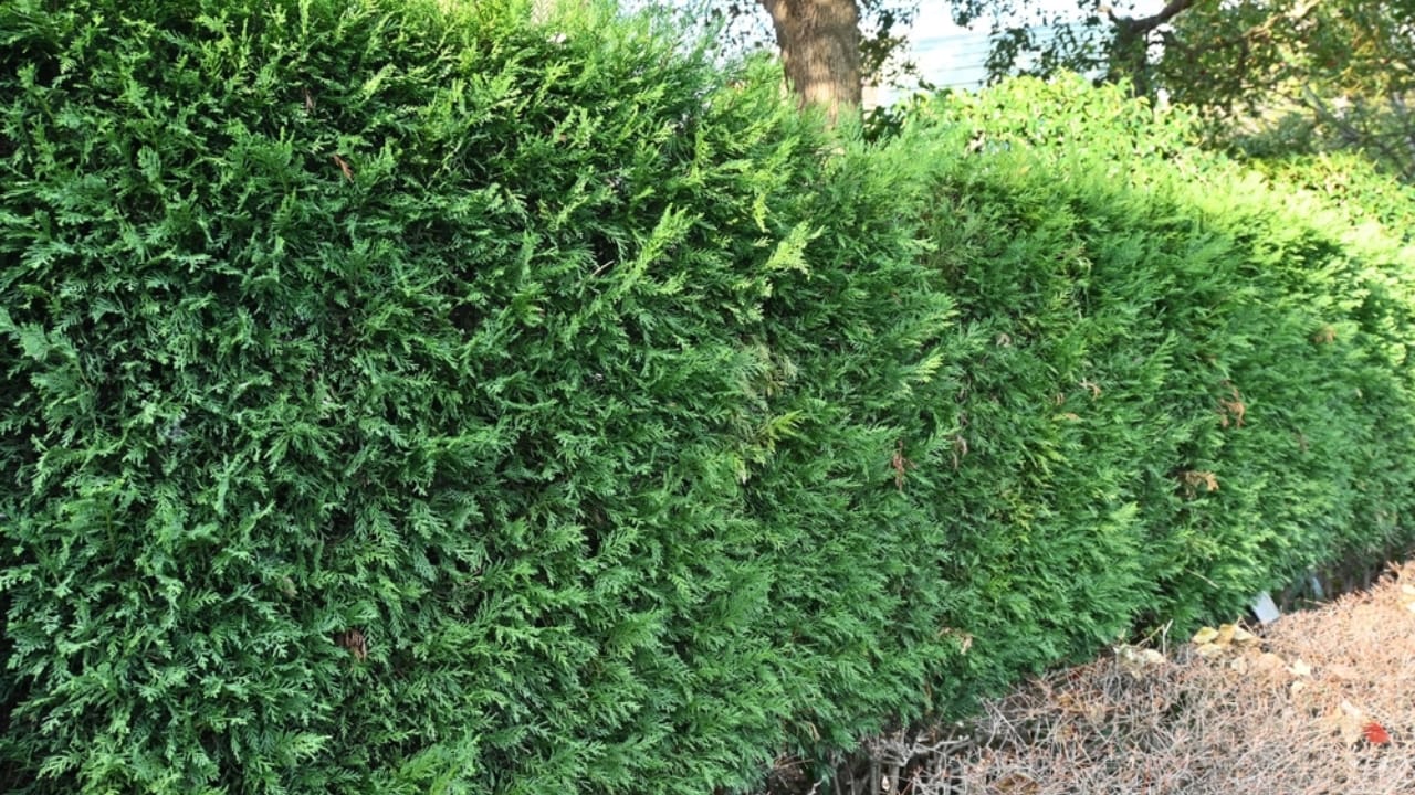 Skip the Fence: 18 Fast-Growing Shrubs for Instant Privacy 6 Skip the Fence: 18 Fast-Growing Shrubs for Instant Privacy - A hedge of Leyland cypress ss2275533097