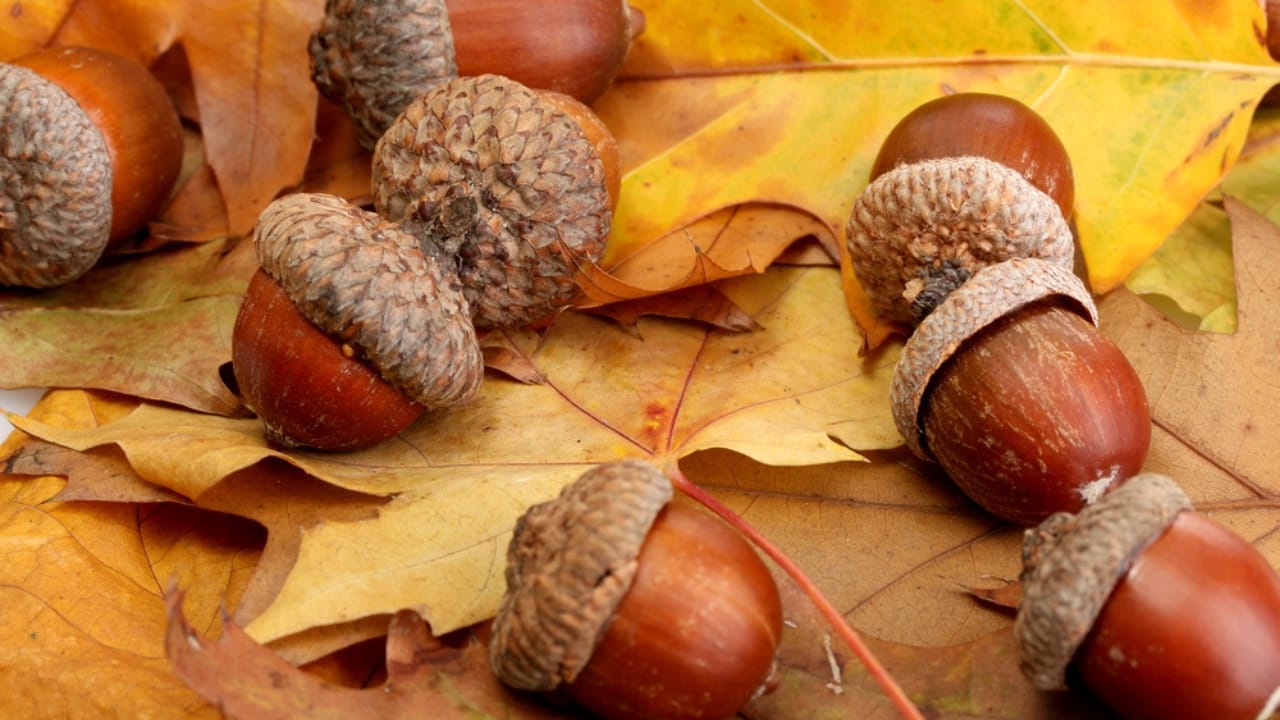The Tasty Truth About Acorns: A Nutrient-Packed Survival Staple 2 The Tasty Truth About Acorns: A Nutrient-Packed Survival Staple - Acorns dp15843427