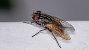 Don't Let Flies Take Over: 10 Ways to Keep Them Away for Good 1 Don't Let Flies Take Over: 10 Ways to Keep Them Away for Good - Adult House Fly of the species Musca domestica ss2055157793
