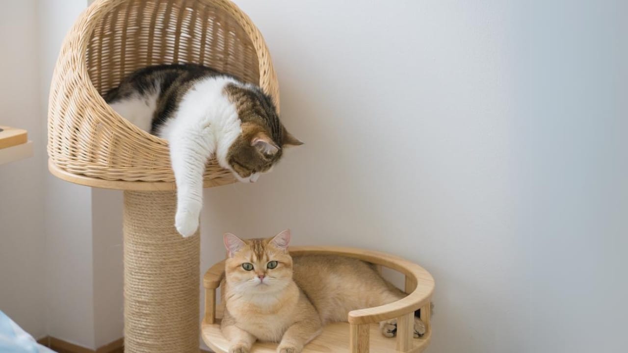 25 Ways to Help Your Cat Feel Calm, Safe, & Relaxed at Home 5 25 Ways to Help Your Cat Feel Calm, Safe, & Relaxed at Home - Aesthetic Modern Cat Tree dp715833212