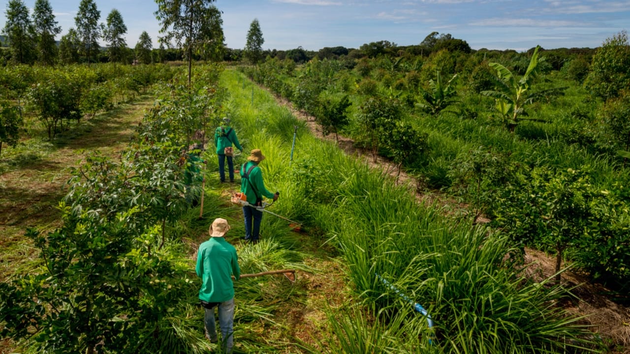 Saving Wildlife, Saving Lives: How Wildlife Conservation Can Help Mitigate Climate Change 4 Saving Wildlife, Saving Lives: How Wildlife Conservation Can Help Mitigate Climate Change - Agroforestry system dp546696272