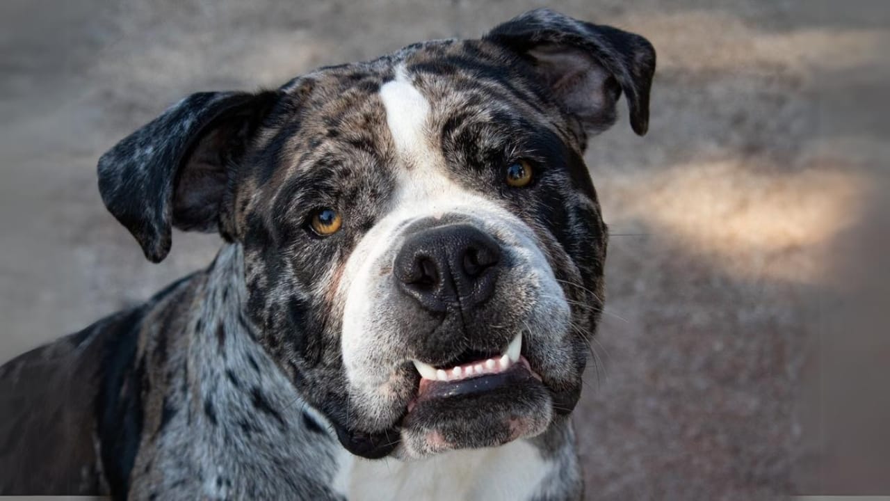 15 Dog Breeds That Could Be Mistaken for Pit Bulls 12 15 Dog Breeds That Could Be Mistaken for Pit Bulls - Alapaha Blue Blood Bulldog ss2315515907