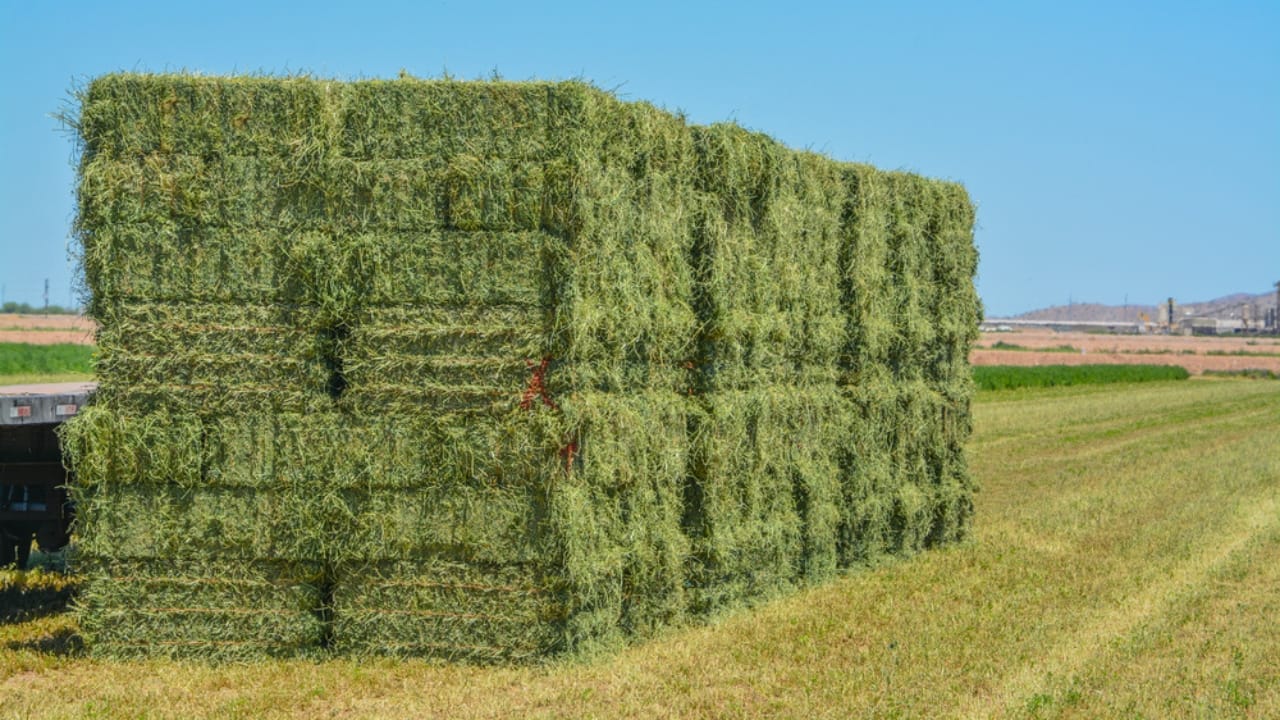 18 DIY Chicken Feed Ideas to Boost Egg Nutrition — No Store-Bought Feed Needed 18 18 DIY Chicken Feed Ideas to Boost Egg Nutrition — No Store-Bought Feed Needed - Alfalfa Hay dp391469622