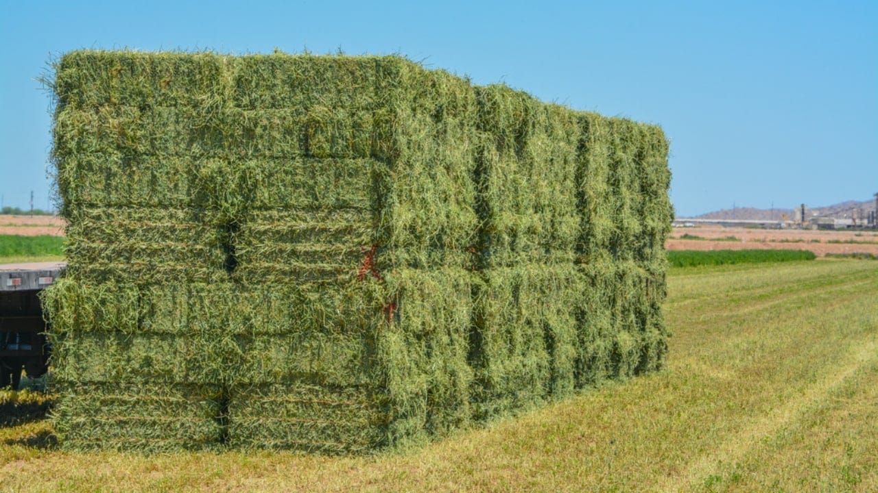 18 DIY Chicken Feed Ideas to Boost Egg Nutrition — No Store-Bought Feed Needed - Alfalfa Hay dp391469622