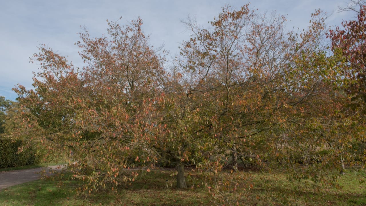 10 Beautiful Privacy Trees to Transform Your Fence Line into a Secluded Oasis 11 10 Beautiful Privacy Trees to Transform Your Fence Line into a Secluded Oasis - American Hornbeam Tree ss1233815812