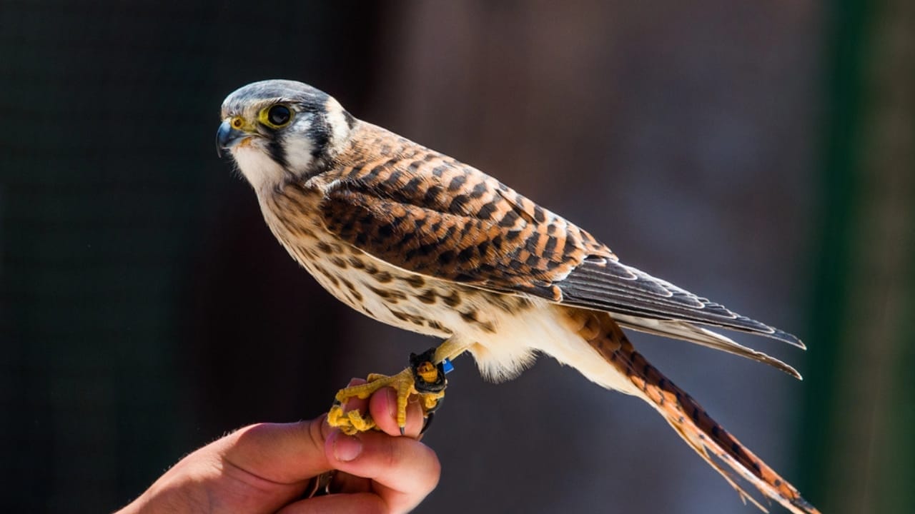 15 Fierce Birds of Prey That Rule the Skies 16 15 Fierce Birds of Prey That Rule the Skies - American Kestrel dp98047680